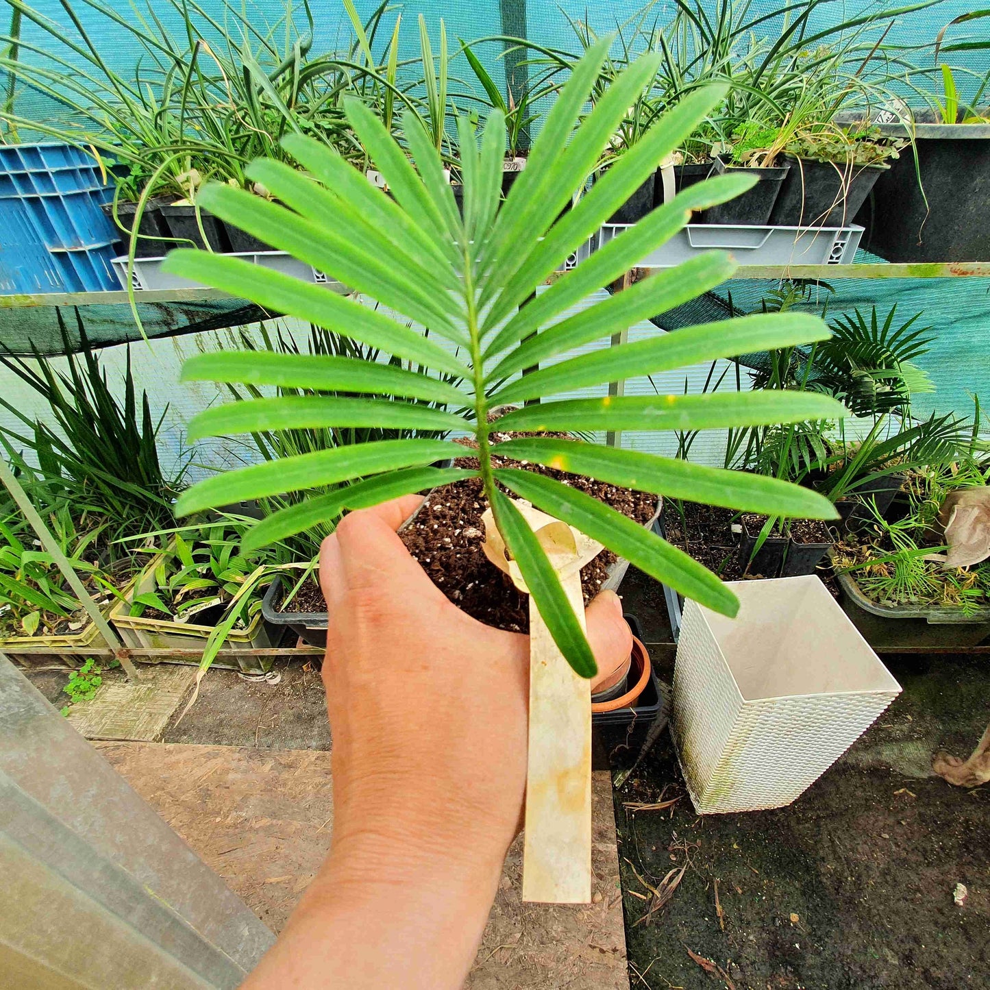 Cycas siamensis - Thai Sago - 15 - 20 cm plant