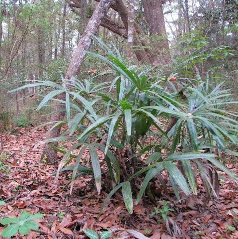 Rhapidophyllum Hystrix - Needle Palm withstanding temperatures down to -23 C -10 F! - 5 seeds
