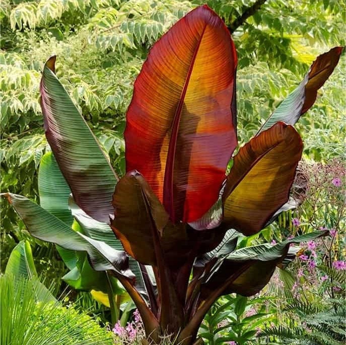 Musa sikkimensis - Red Tiger Seeds - Darjeeling Banane - 5 Samen