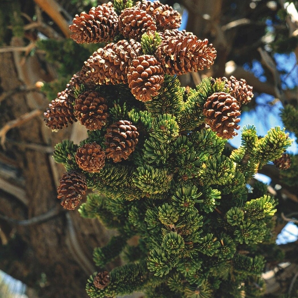 Pinus longaeva - Pin Bristlecone du Grand Bassin - 10 graines