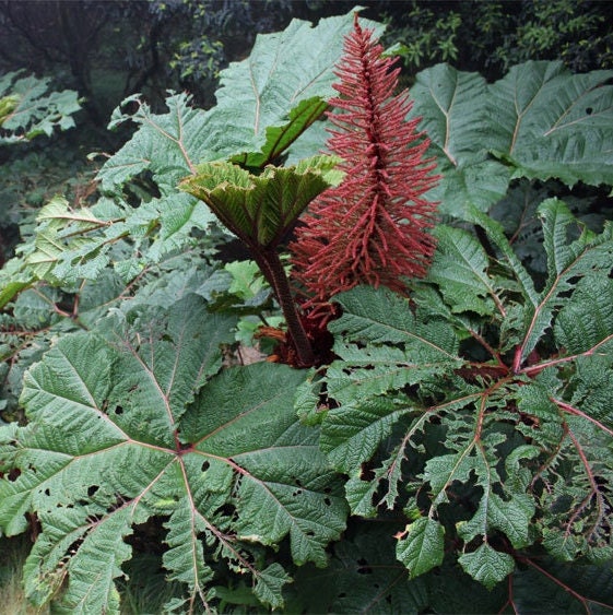 Gunnera Insignis – Sonnenschirm des armen Mannes – Riesenblätter – auffällige Gartenpflanze – 5 Samen – selten