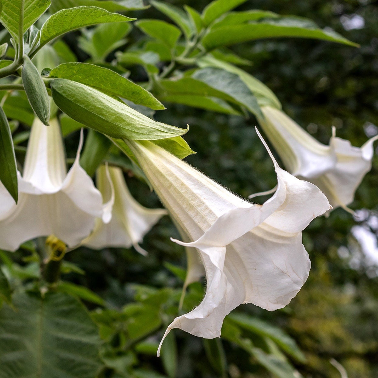 Brugmansia arborea - Weiße Engelstrompete - Pflanze 20-25 cm