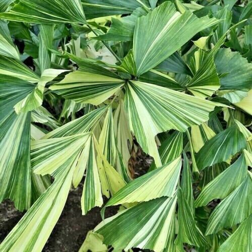Caryota mitis 'Variegata' - Variegated Fishtail Palm - 15- 25 cm plant