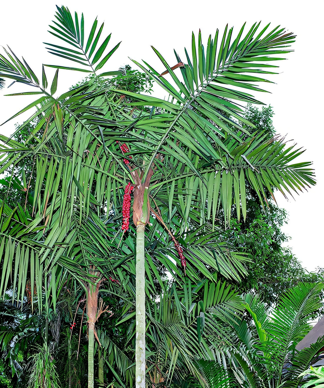 Calyptrocalyx spicatus