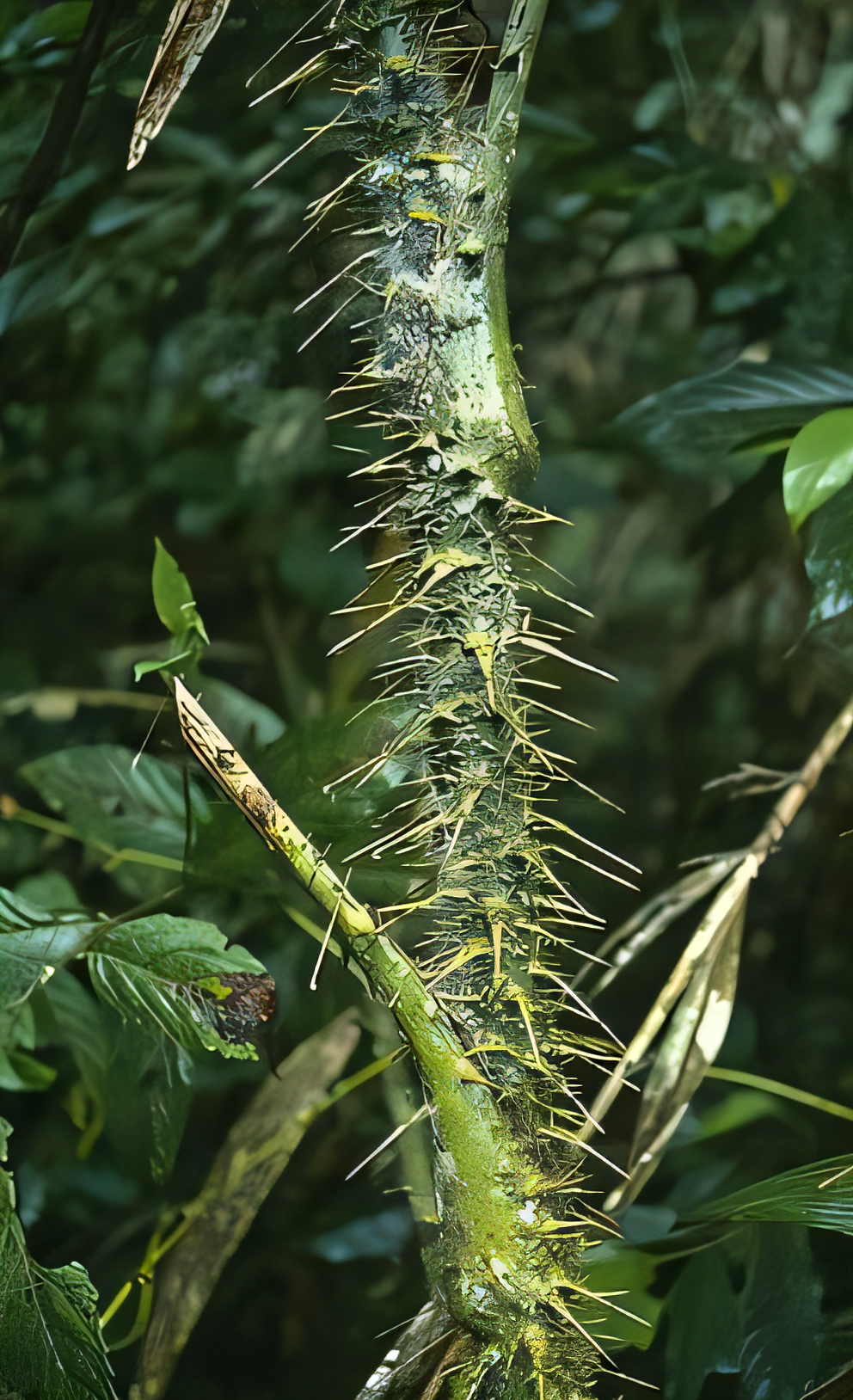 Calamus nambariensis