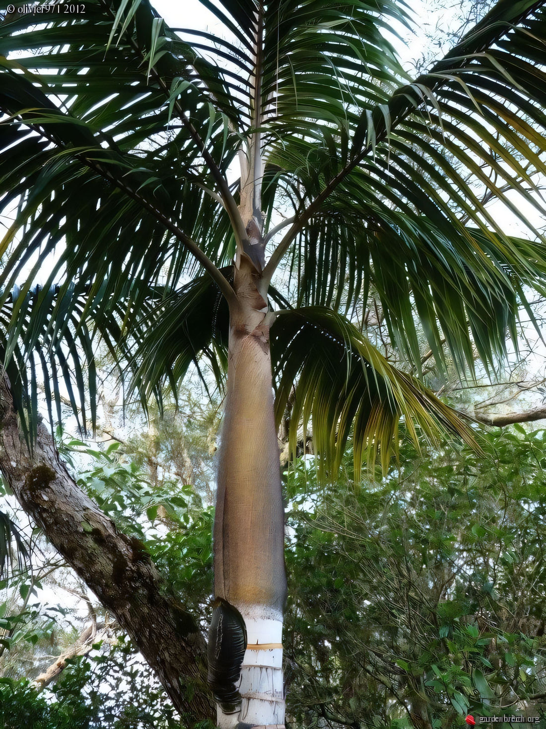 Acanthophoenix crinita