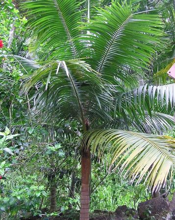 Acanthophoenix rubra (Barbel Palm): A comprehensive Growing Guide for Enthusiasts & Collectors.