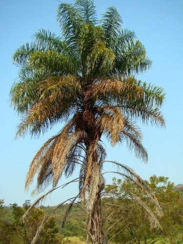 Acrocomia antioquensis