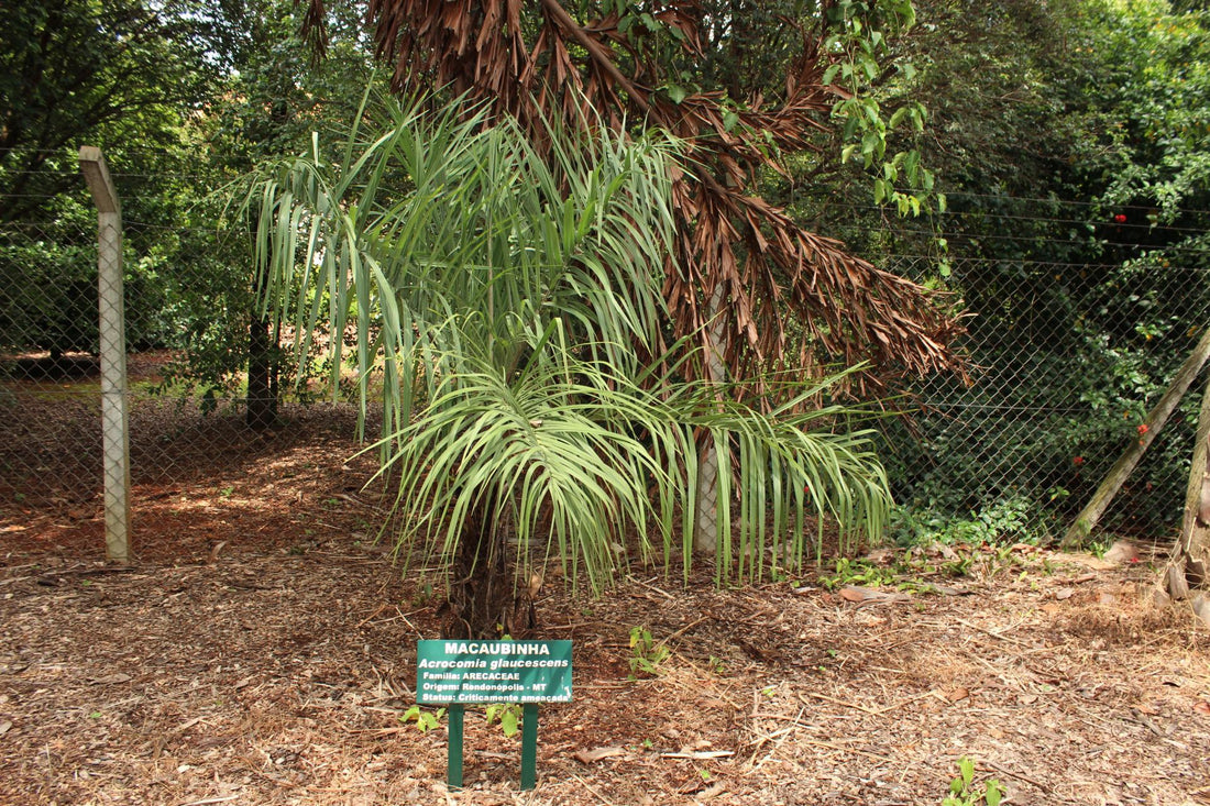 Acrocomia glaucescens