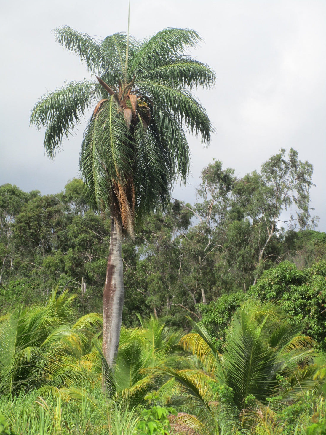 Acrocomia intumescens