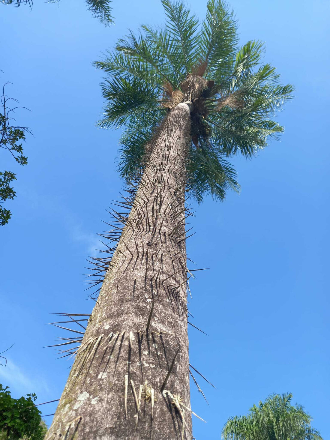 Acrocomia totai: A comprehensive Growing Guide for Enthusiasts & Collectors.