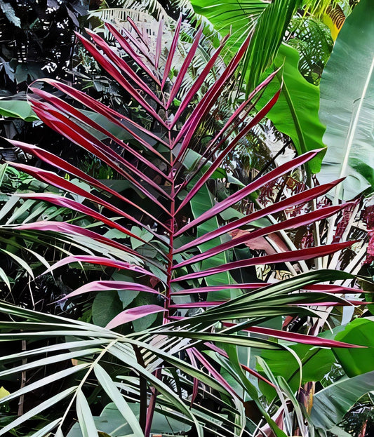 Actinokentia divaricata