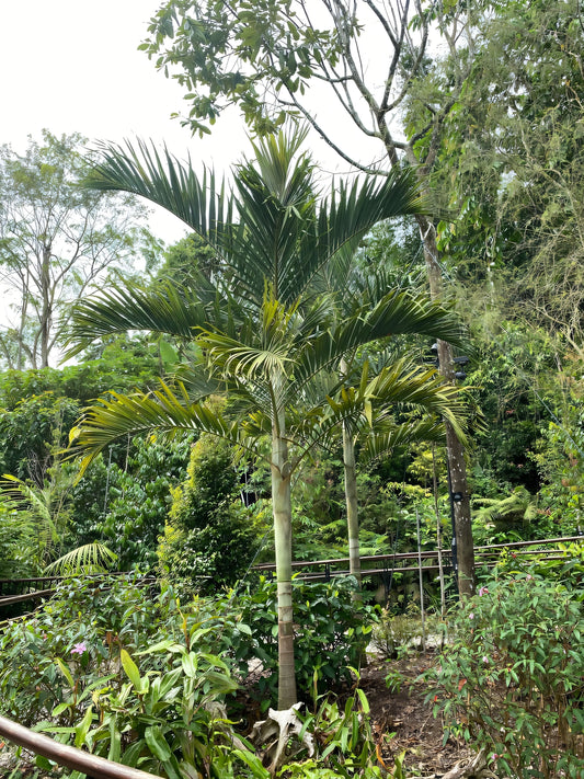 Adonidia dransfieldii