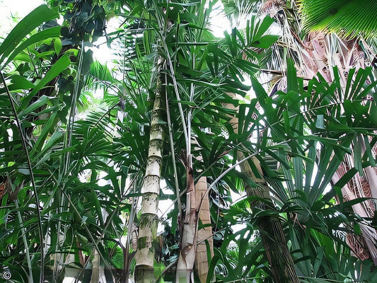 Aiphanes eggersii