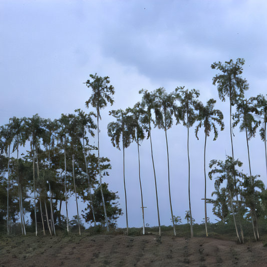 Aiphanes leiostachys