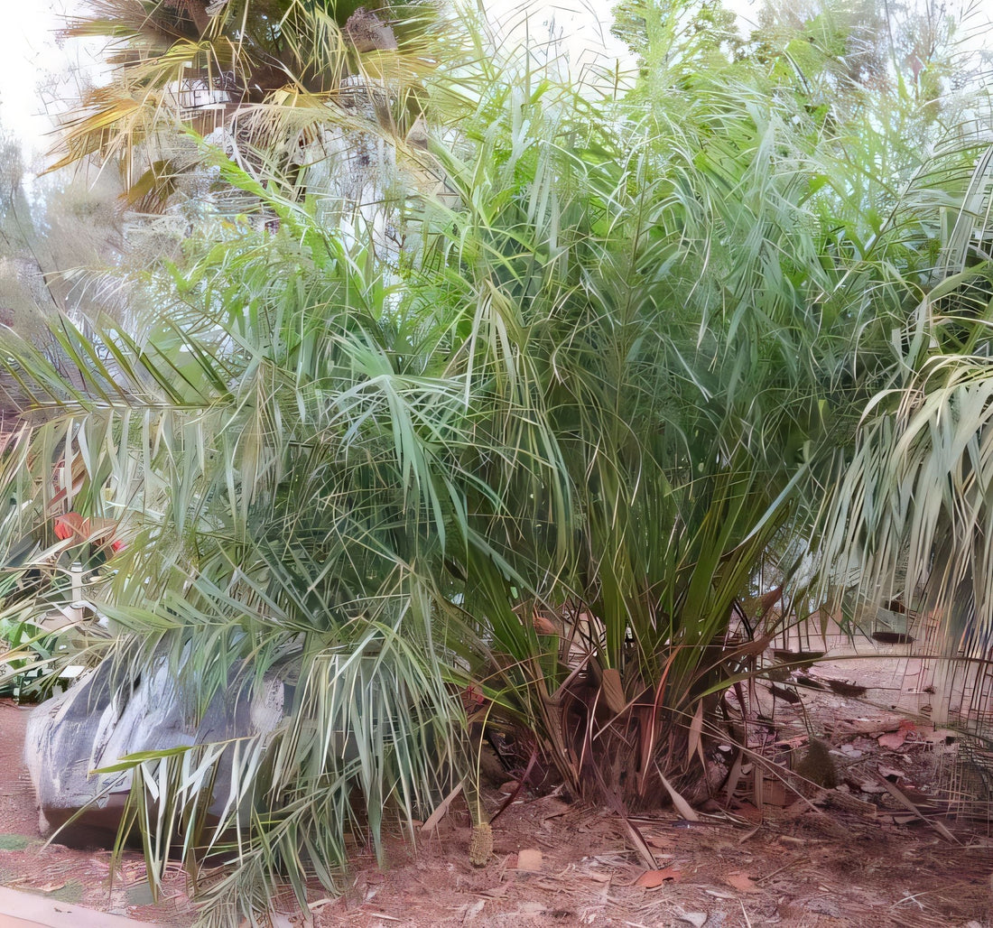 Allagoptera leucocalyx