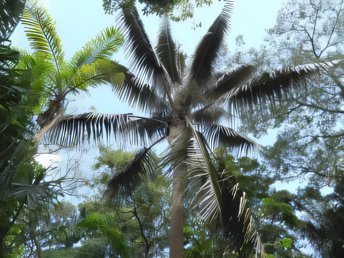 Archontophoenix sp. 'Medellin'