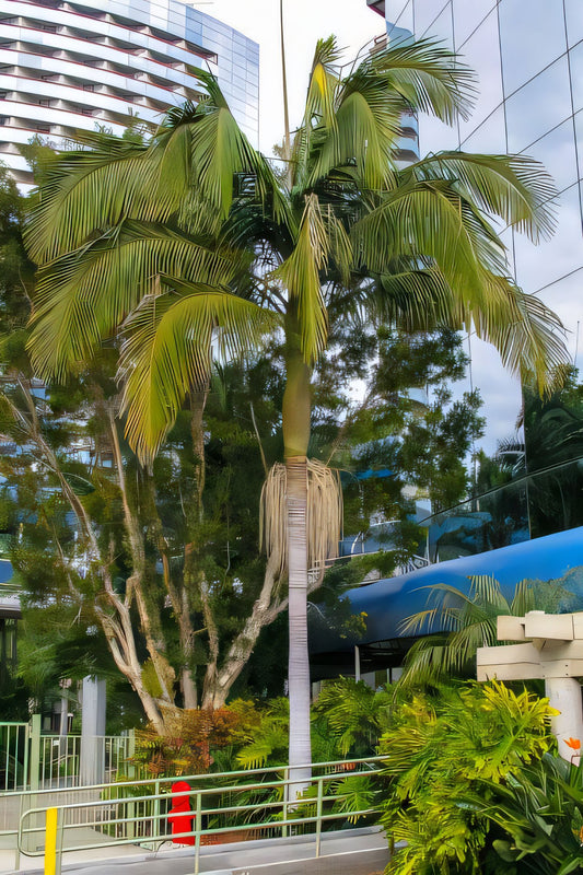 Archontophoenix sp. robusta: A comprehensive Growing Guide for Enthusiasts & Collectors.