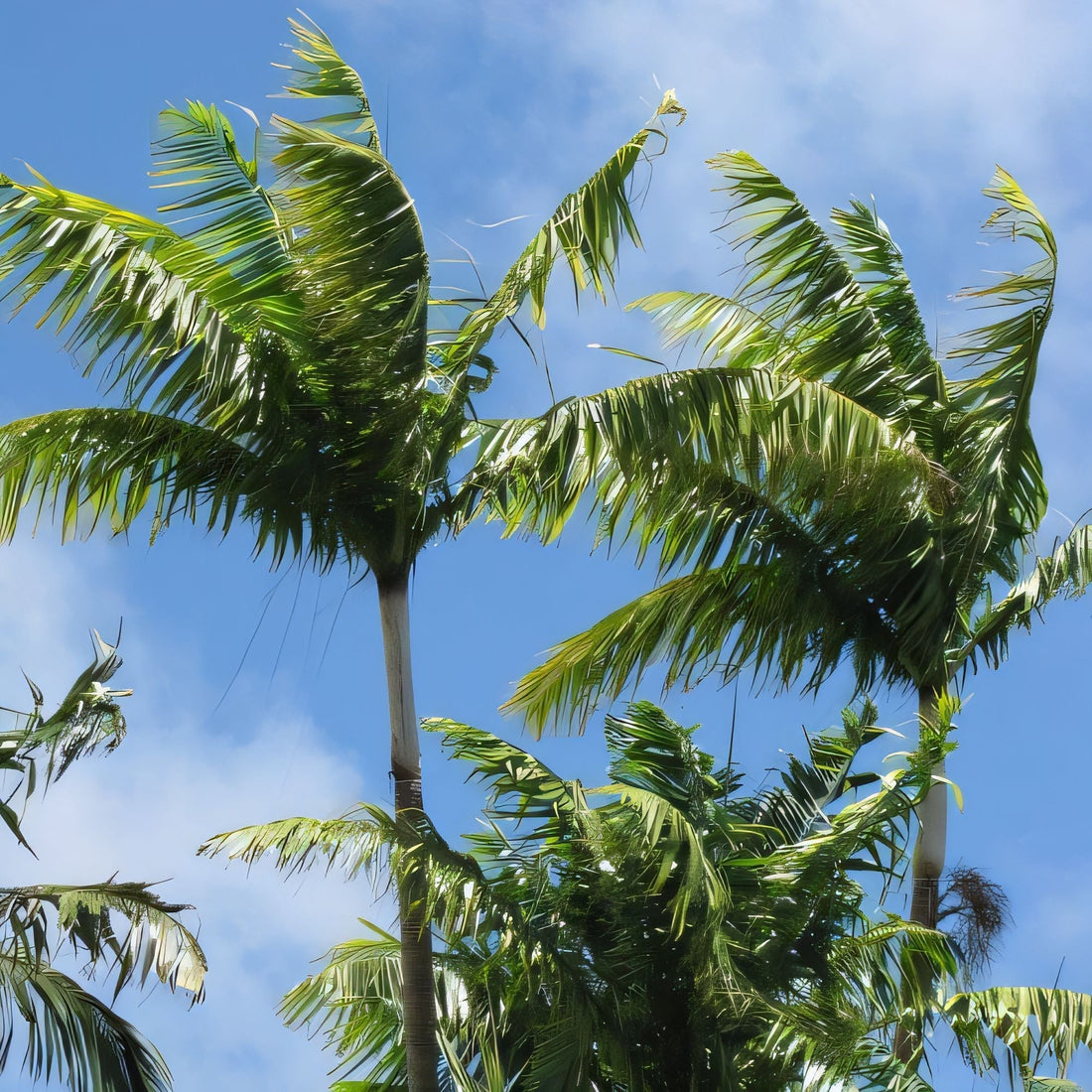 Archontophoenix tucker