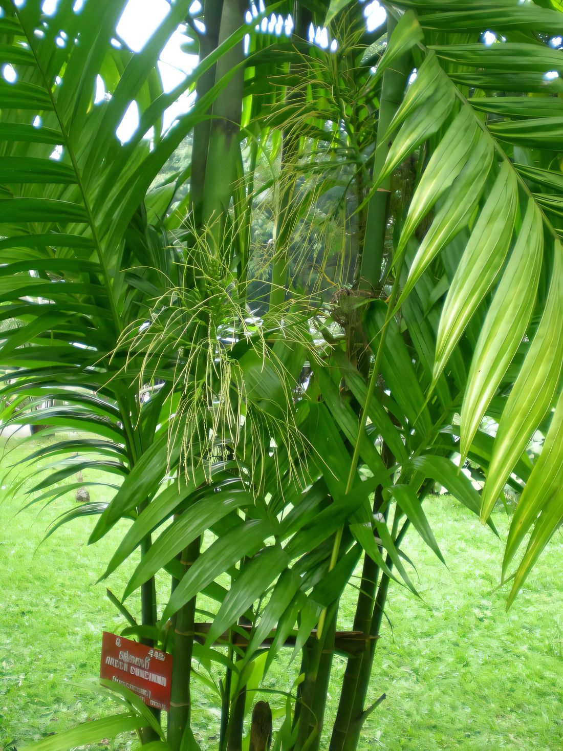 Areca concinna
