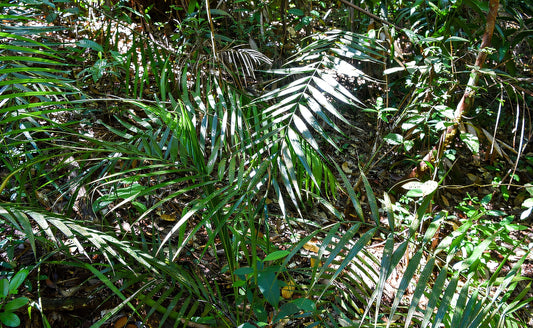 Areca insignis