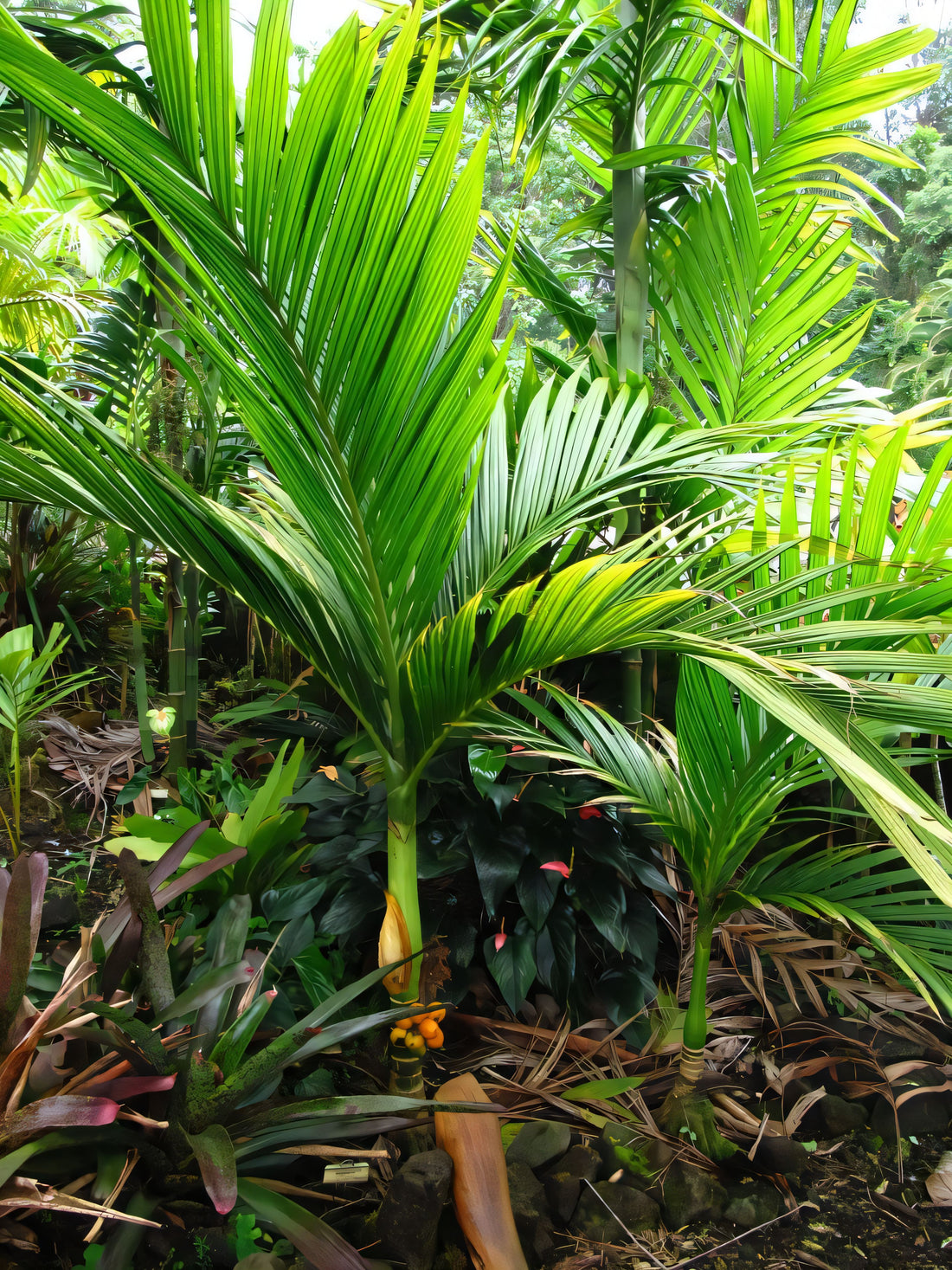 Areca ipot