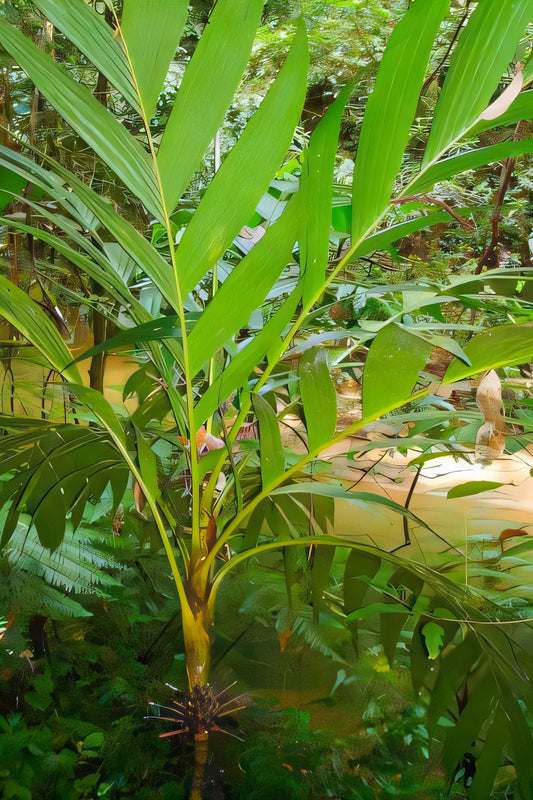 Areca jugahpunya