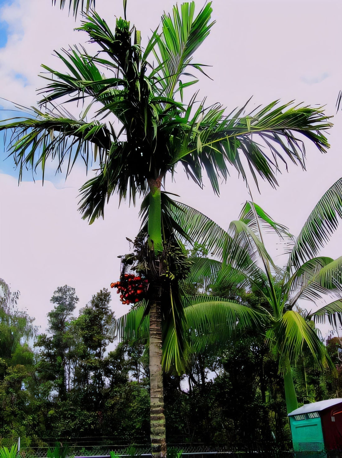Areca macrocalyx