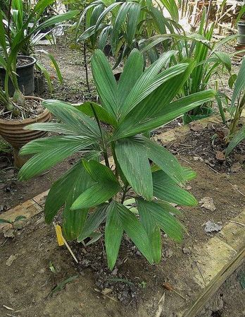 Areca ridleyana: A comprehensive Growing Guide for Enthusiasts & Colle ...