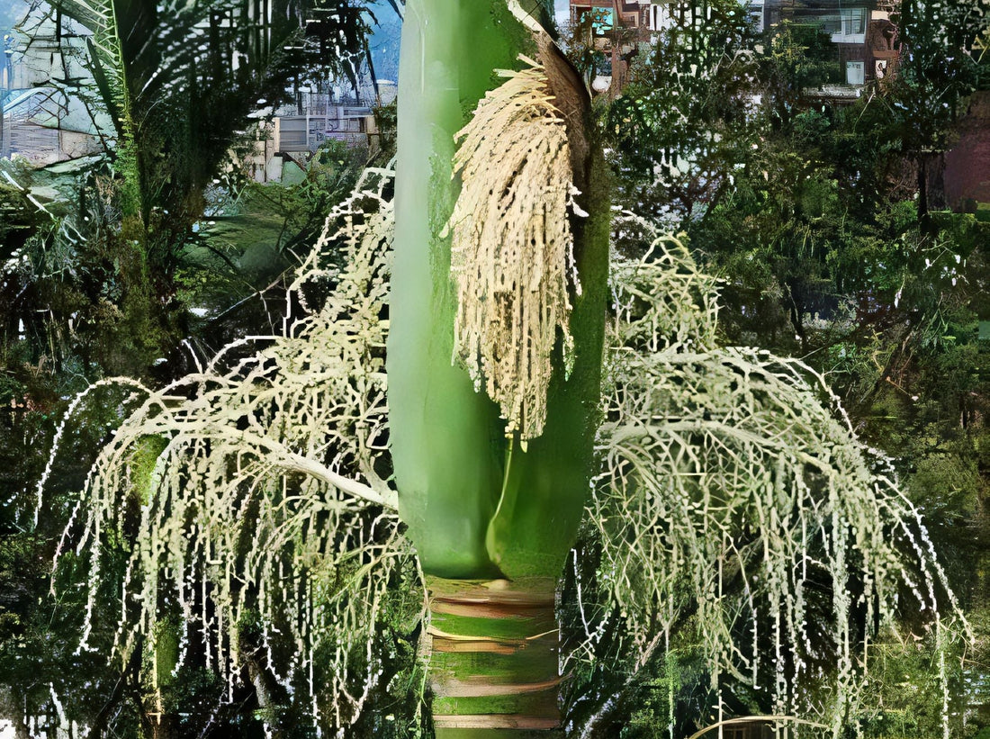 Areca whitfordii: A comprehensive Growing Guide for Enthusiasts &  Collectors