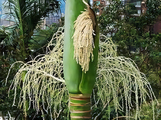 Areca whitfordii: A comprehensive Growing Guide for Enthusiasts & Collectors.