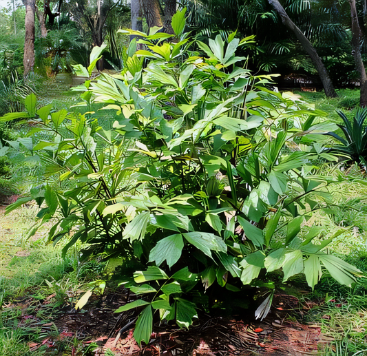 Arenga caudata