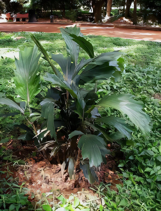 Arenga distincta