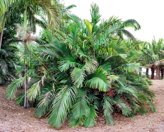 Arenga engleri