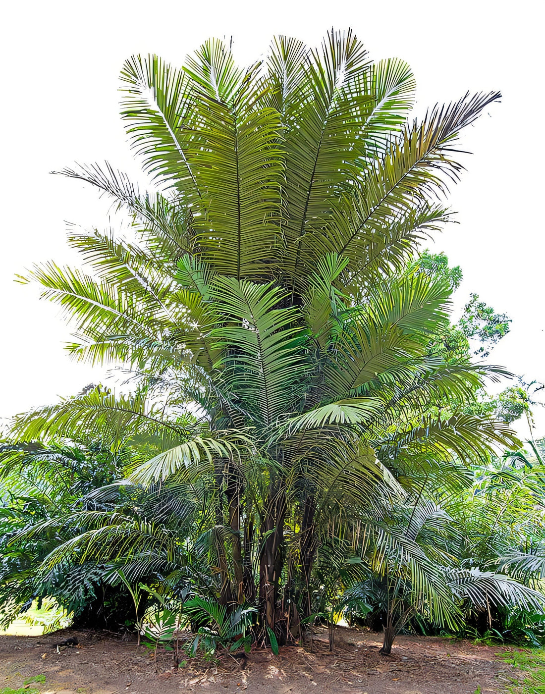 Arenga obtusifolia: A comprehensive Growing Guide for Enthusiasts &  Collectors.