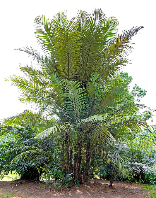 Arenga obtusifolia: A comprehensive Growing Guide for Enthusiasts & Collectors.