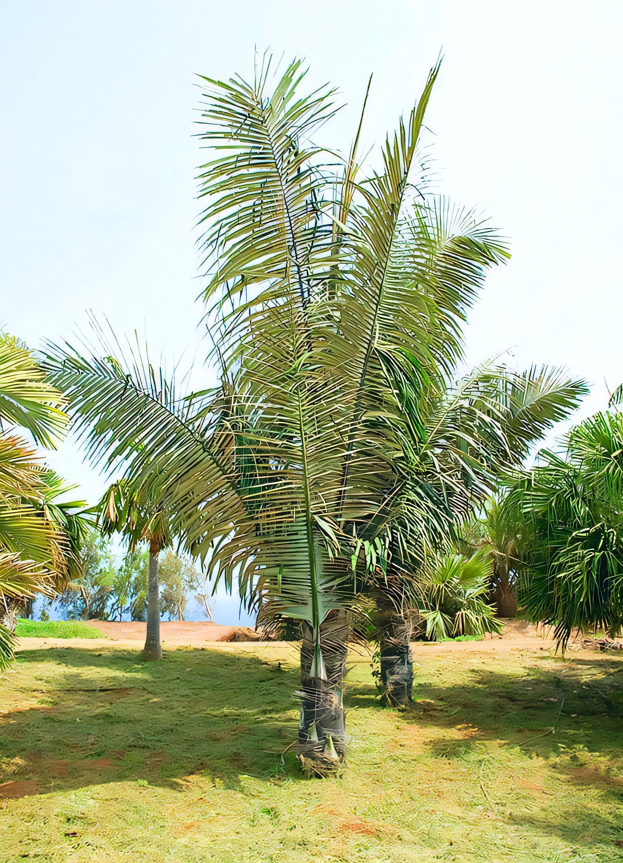 Arenga pinnata: A comprehensive Growing Guide for Enthusiasts & Collec ...