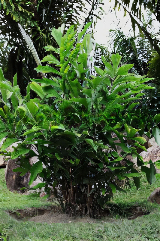 Arenga porphyrocarpa