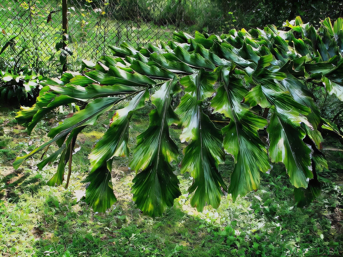 Arenga undulatifolia: A comprehensive Growing Guide for Enthusiasts &  Collectors.