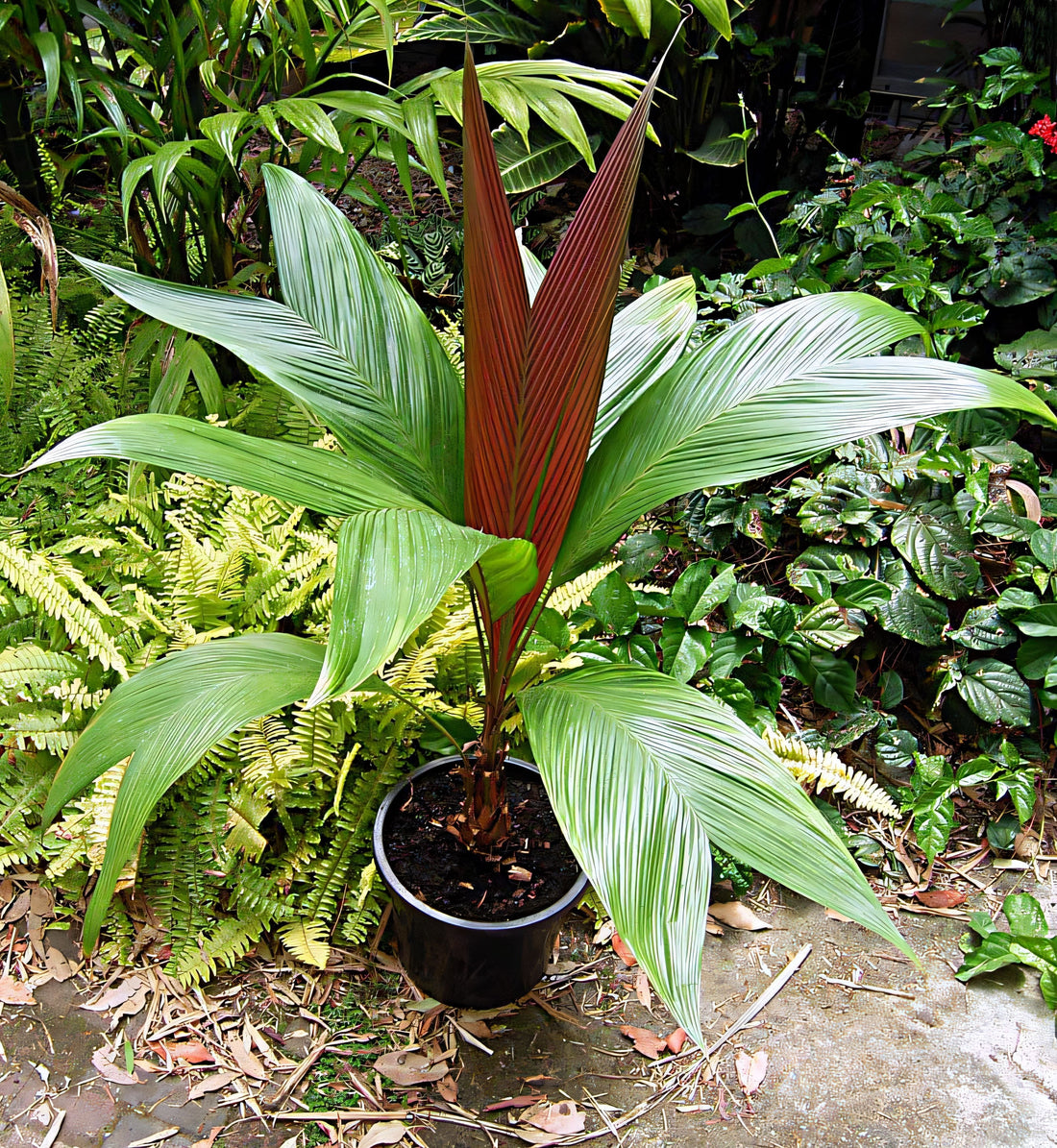 Asterogyne spicata: A comprehensive Growing Guide for Enthusiasts &  Collectors.