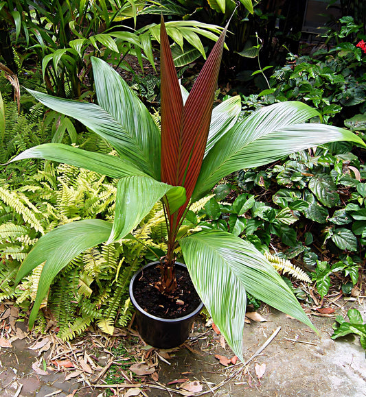 Asterogyne spicata: A comprehensive Growing Guide for Enthusiasts & Collectors.