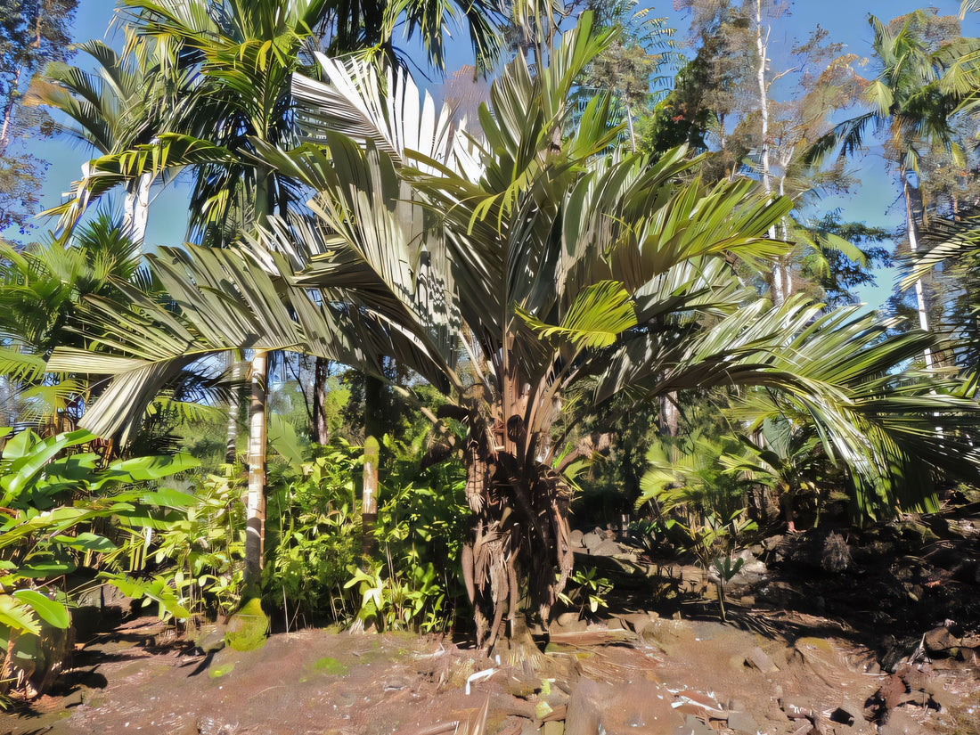 Astrocaryum aculeatissimum: A comprehensive Growing Guide for Enthusiasts &  Collectors.