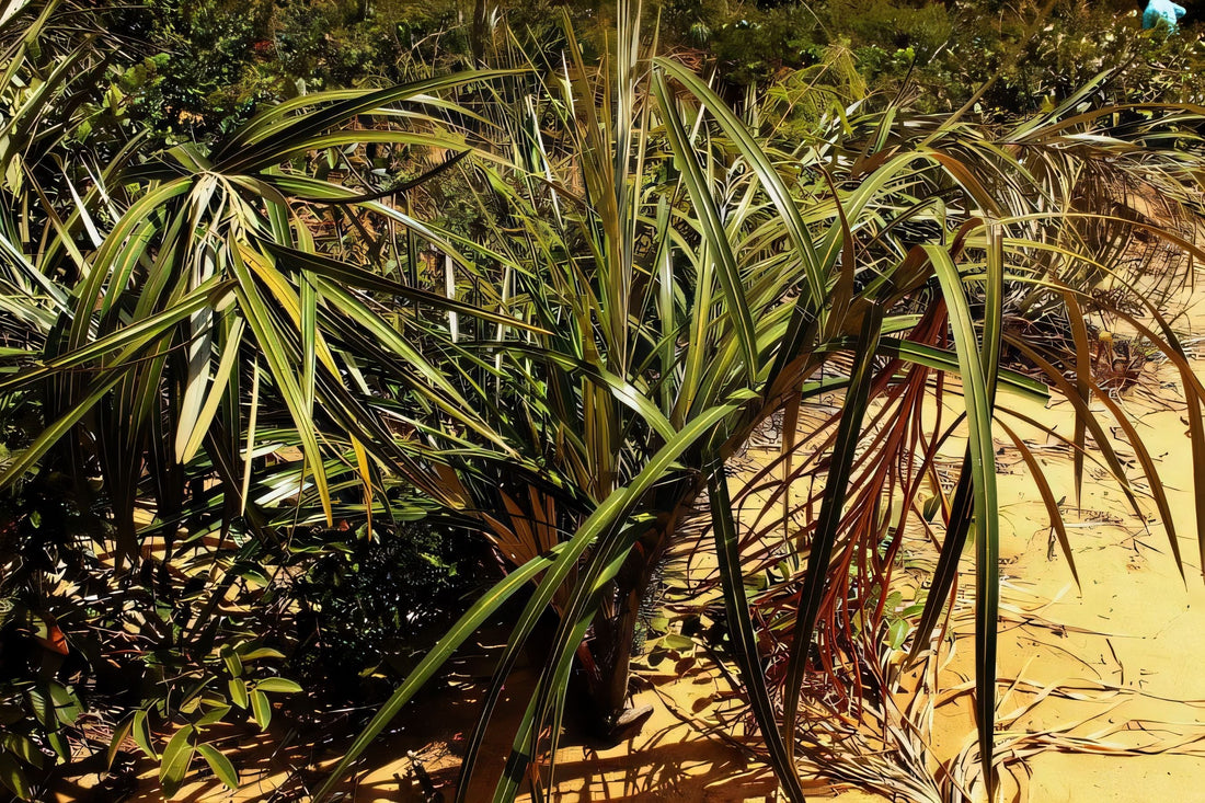 Astrocaryum campestre