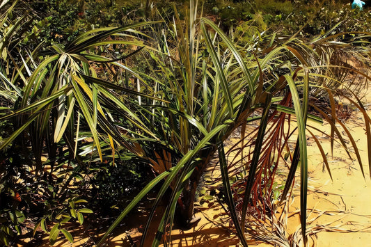 Astrocaryum campestre