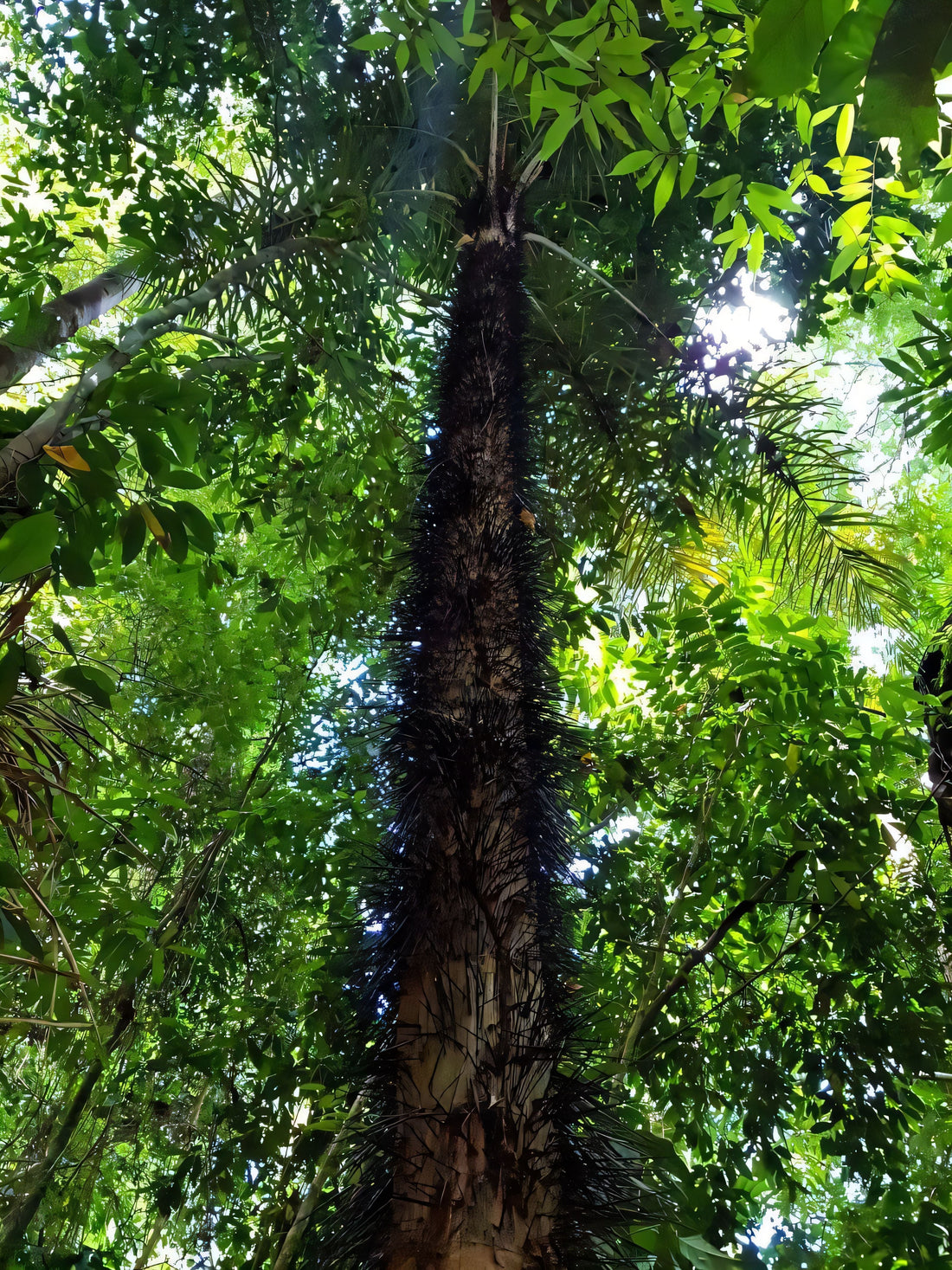 Astrocaryum gynacanthum