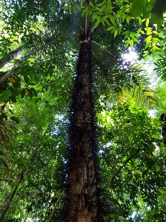 Astrocaryum gynacanthum