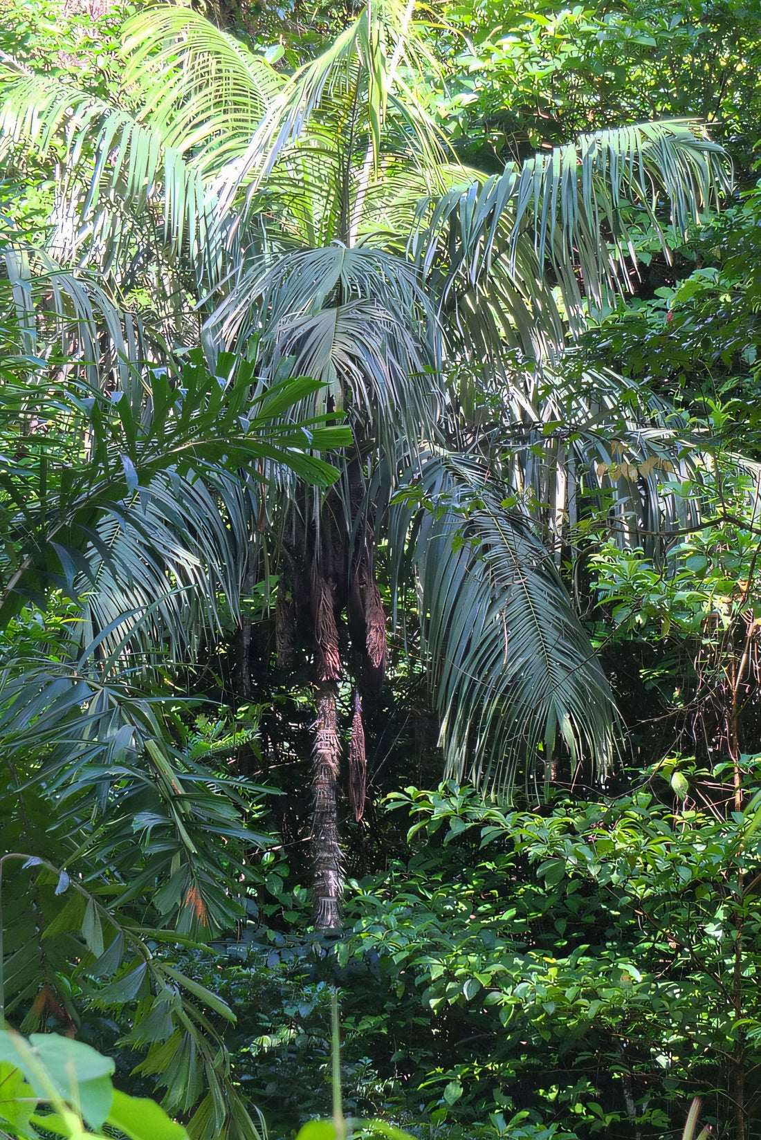 Astrocaryum minus: A comprehensive Growing Guide for Enthusiasts &  Collectors.