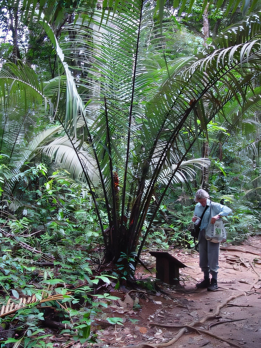 Astrocaryum paramaca: A comprehensive Growing Guide for Enthusiasts &  Collectors.