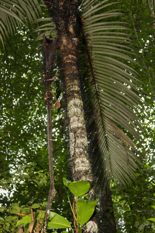Astrocaryum rodriguesii 