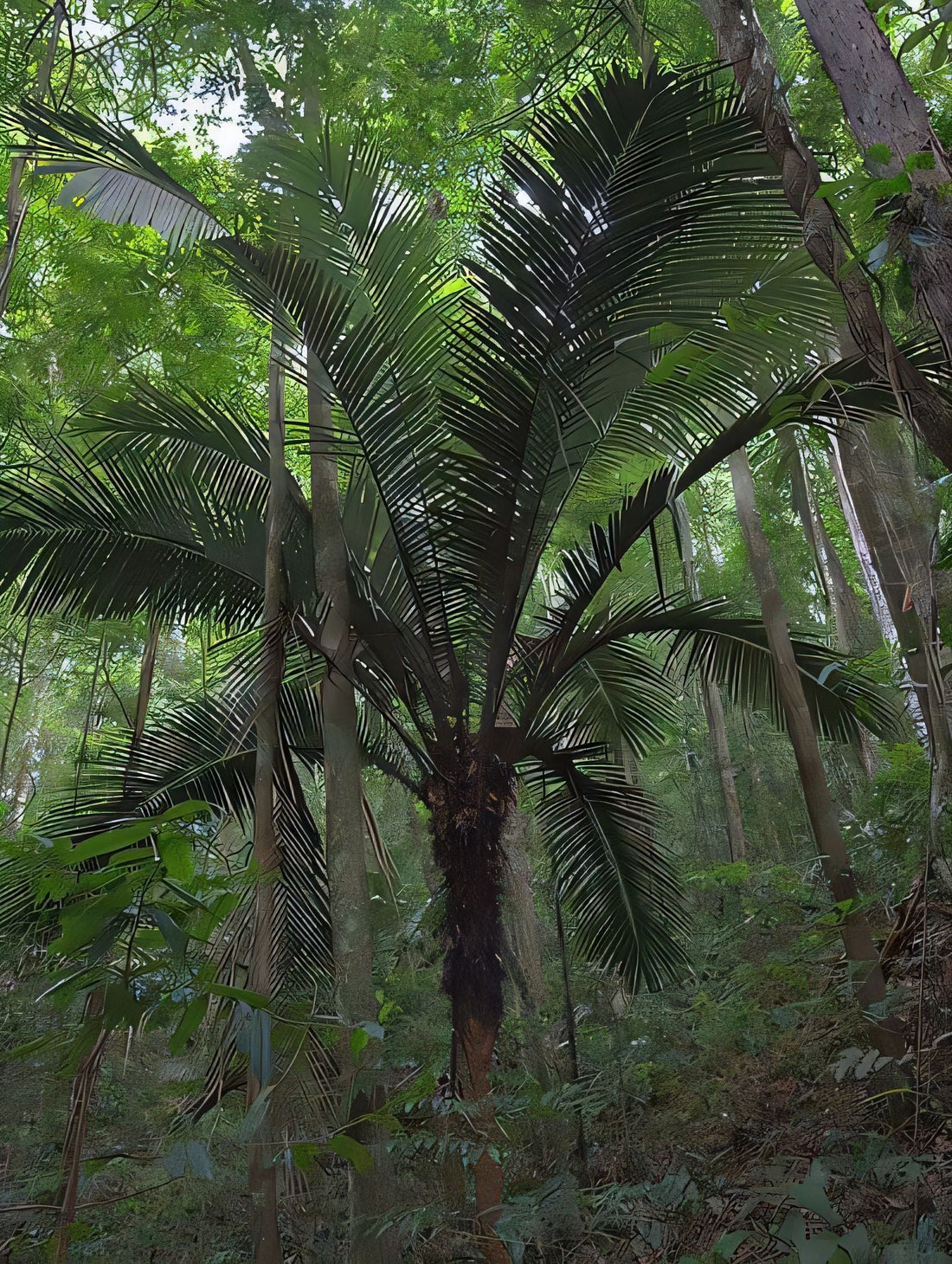 Astrocaryum sciophilum